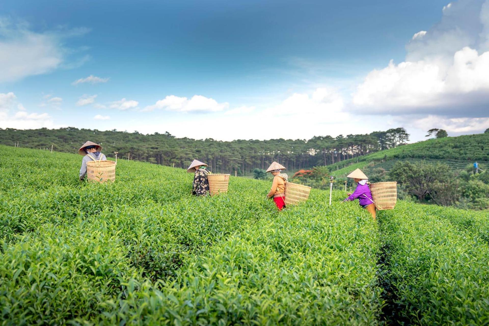 Arya Treetops And Tea Trails By Veo - Part Of Stayvista Дарджилинг Экстерьер фото